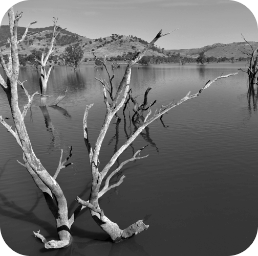 dark-dead-tree