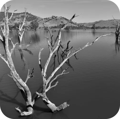 dark-dead-tree